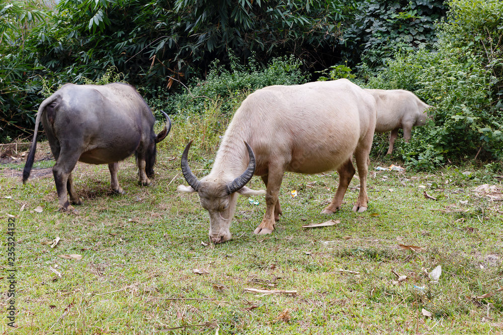 black and white vietnamese water buffalo eat grass black and white vietnamese water buffalo eat grass