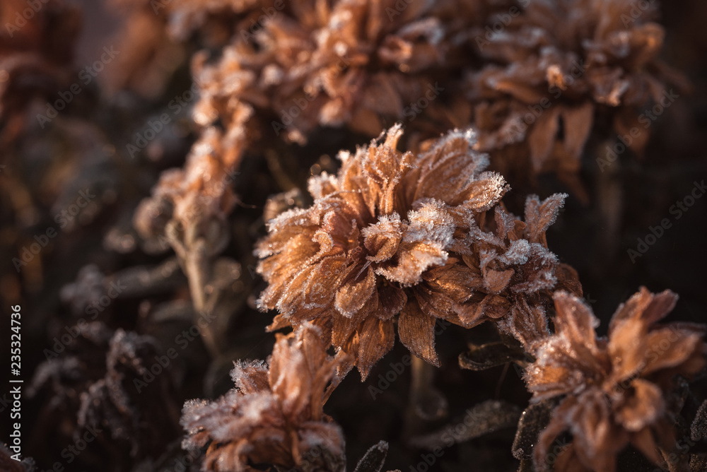Dry chrysanthemum blooms covered by the frost
