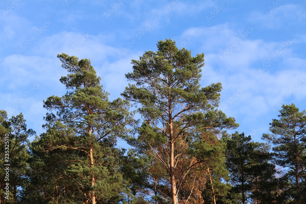 Obraz premium bäume