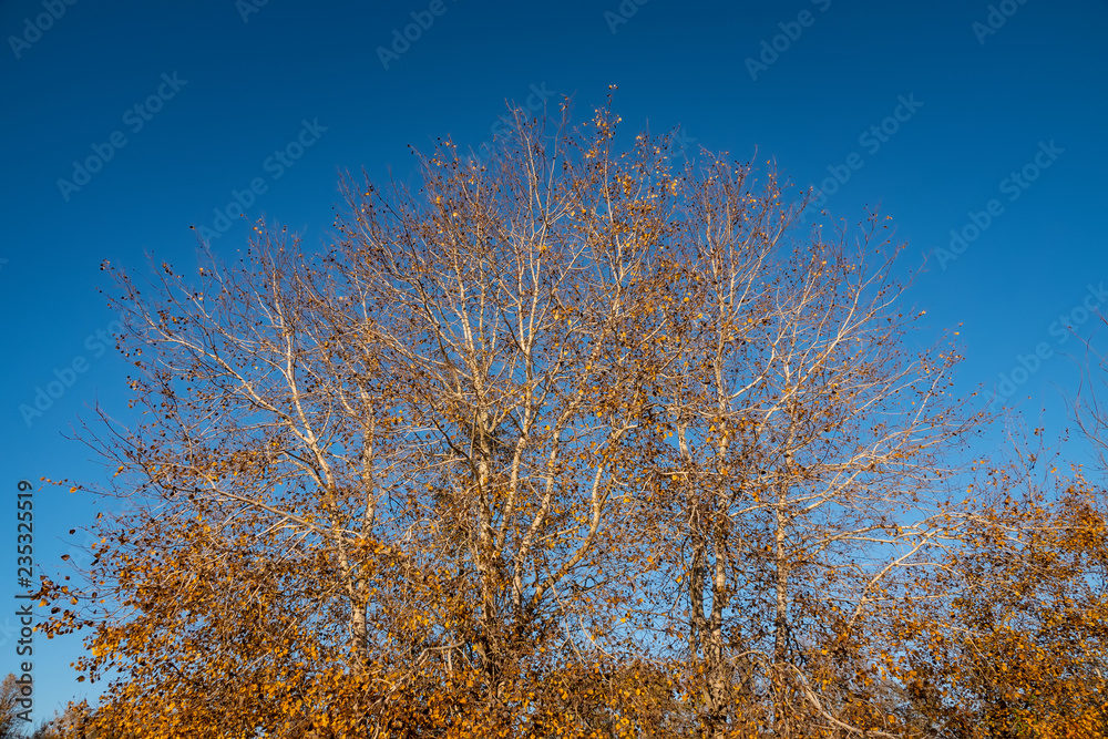 Yellow autumn autumn foliage of trees against the blue sky. Yellow autumn autumn foliage of trees against the blue sky.