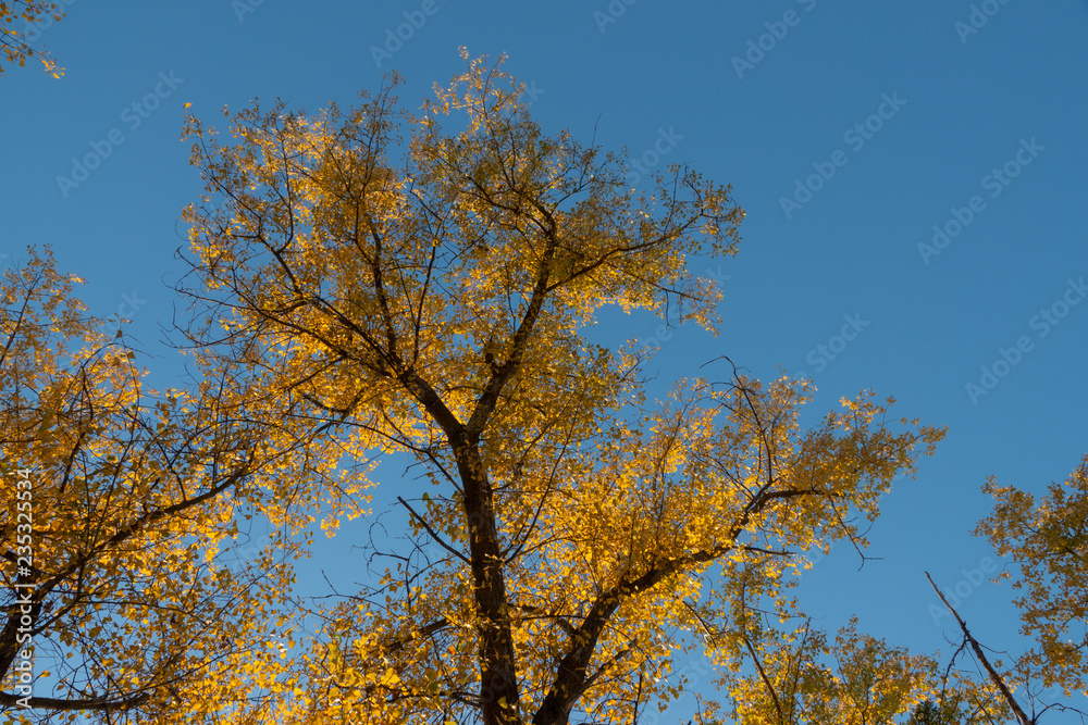 Yellow autumn autumn foliage of trees against the blue sky. Yellow autumn autumn foliage of trees against the blue sky.