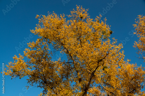 Yellow autumn autumn foliage of trees against the blue sky.