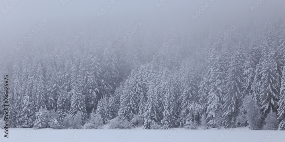 Naklejka premium Sapins enneigés
