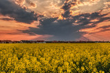 Dark clouds cover the sky during the golden hour above a blooming rape field near the town of Bük, Hungary
