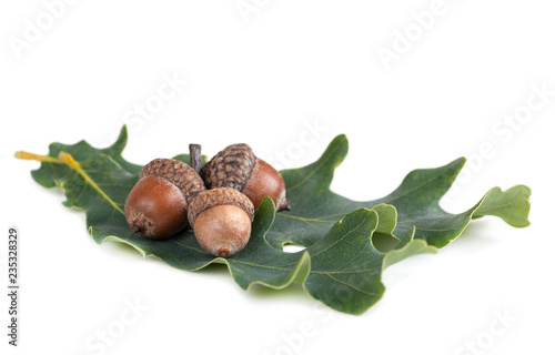 three acorn lies on a green sheet isolated on white background