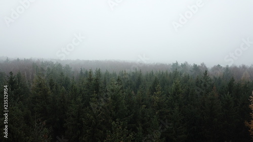 road field meadow crop fog autumn gray gloomy autumn trees