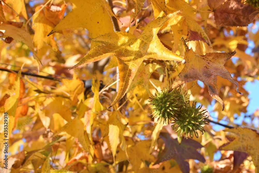Autunno - Foglie Autunno - Foglie