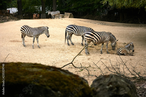 Zebras