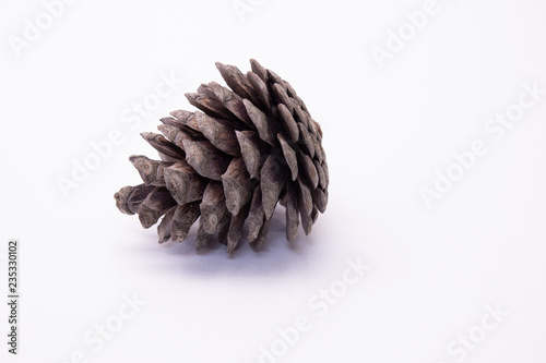 Pine Cone. On a white background