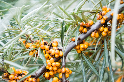 Sea-buckthorn on the tree. Sea Buckthorn plants are incredibly important natural resources © bartoshd