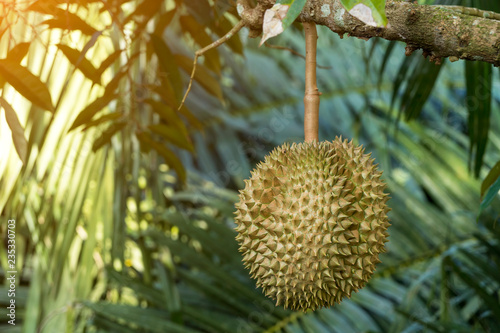 Durian tree, Fresh durian fruit on tree, Durians are the king of fruits, Tropical of asian fruit.