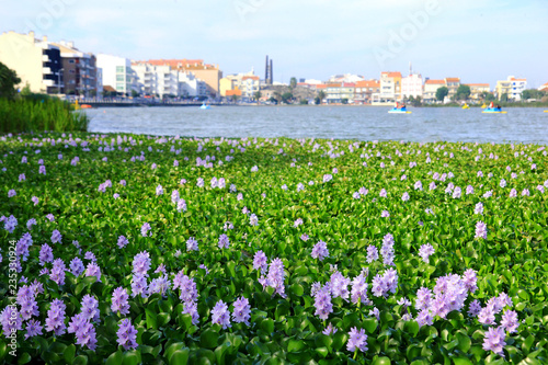 Field of violet-pink eichhornia crassipes flowers, lake Barrinha, Portugal photo