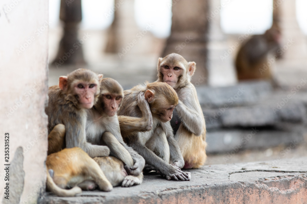 Obraz premium Macaque monkeys at the temple