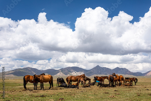 Pferdeherde am Song Köl See in Kirgistan © Winfried Rusch