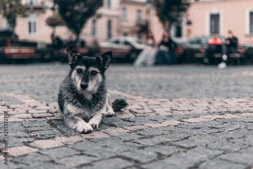 Valokuva Sad dog, lying on the sidewalk near and on city background.
