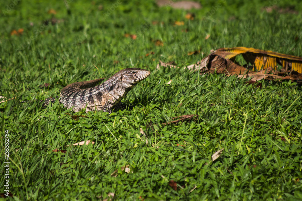 Fototapeta premium Brazilian Big Lizard. This animal is very common in Brazilian forests