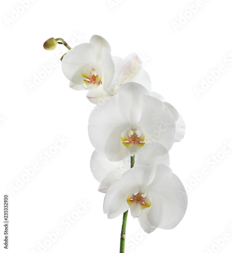 Fototapeta Naklejka Na Ścianę i Meble -  Branch with beautiful tropical orchid flowers on white background