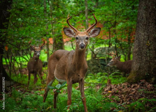 Deer © alekspali6