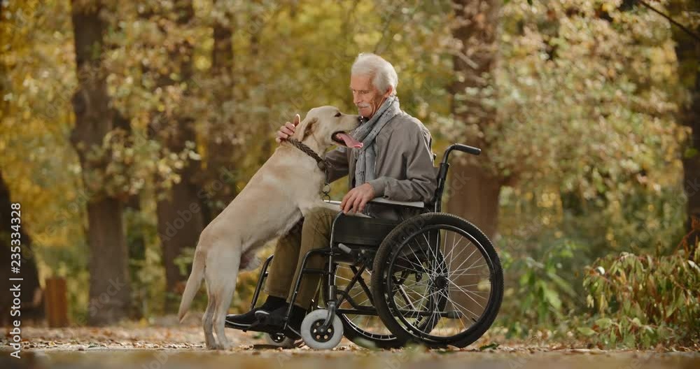 Beautiful golden retriever standing on knees of his senior paralyzed owner in wheel chair, looking at his eyes, wagging his tail in autumn park - old friend and companion 4k Beautiful golden retriever standing on knees of his senior paralyzed owner in wheel chair, looking at his eyes, wagging his tail in autumn park - old friend and companion 4k