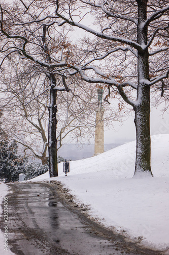  trees under the snow