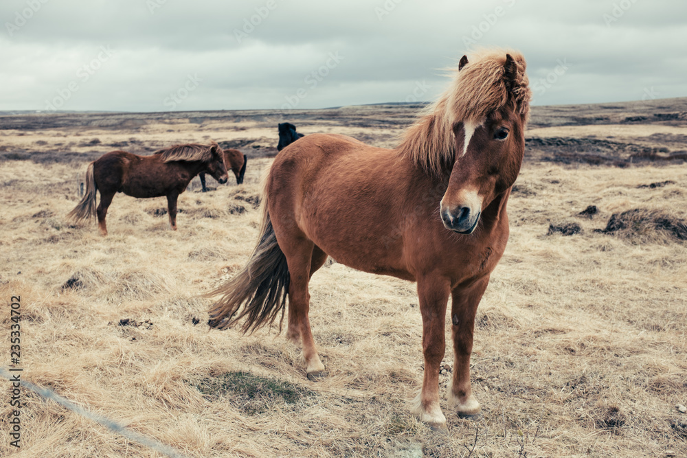 Obraz premium Island pferde 