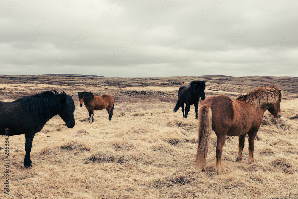 Obraz premium Island pferde 