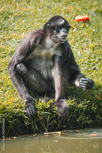 Brown spider monkey sits by the water