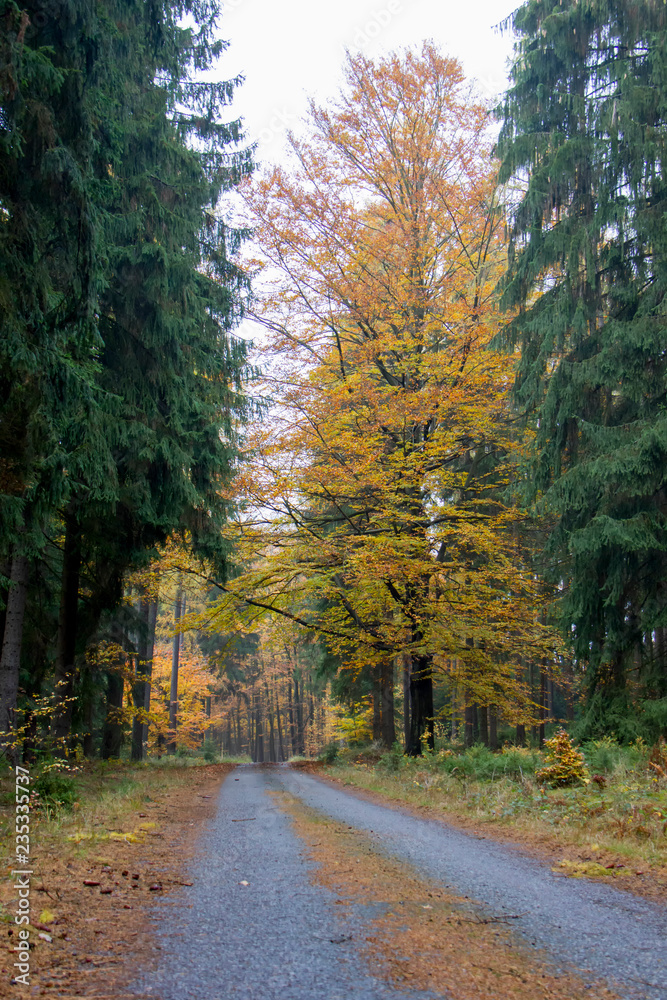 Fototapeta premium Road in autumn forest. Czech Republic.