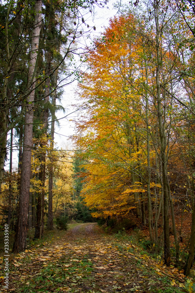 Fototapeta premium Path in autumn. Czech Republic.