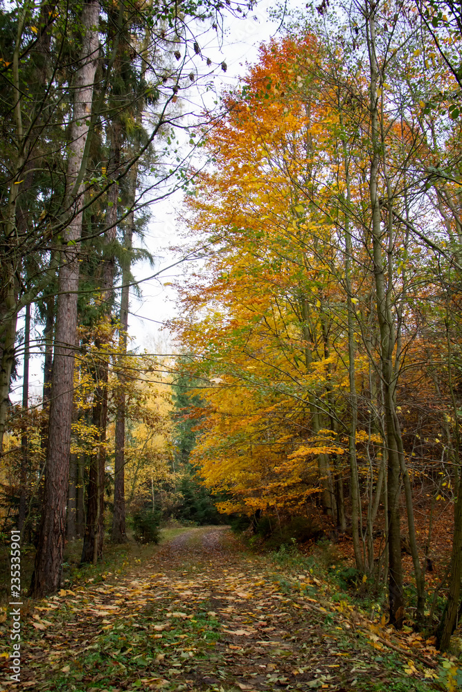 Path in autumn. Czech Republic.
