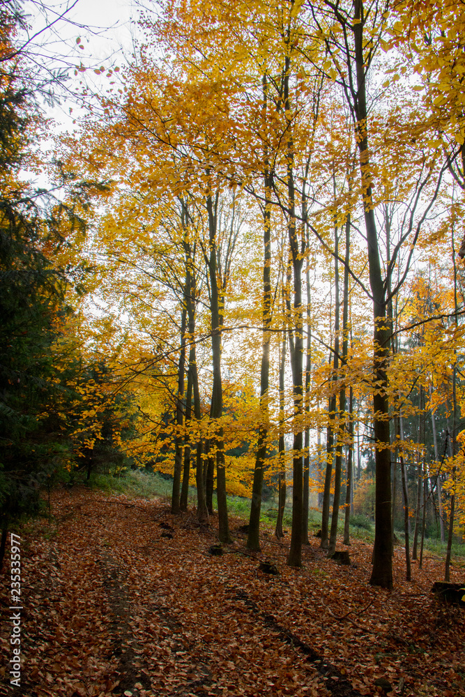 Fototapeta premium Autumn forest.