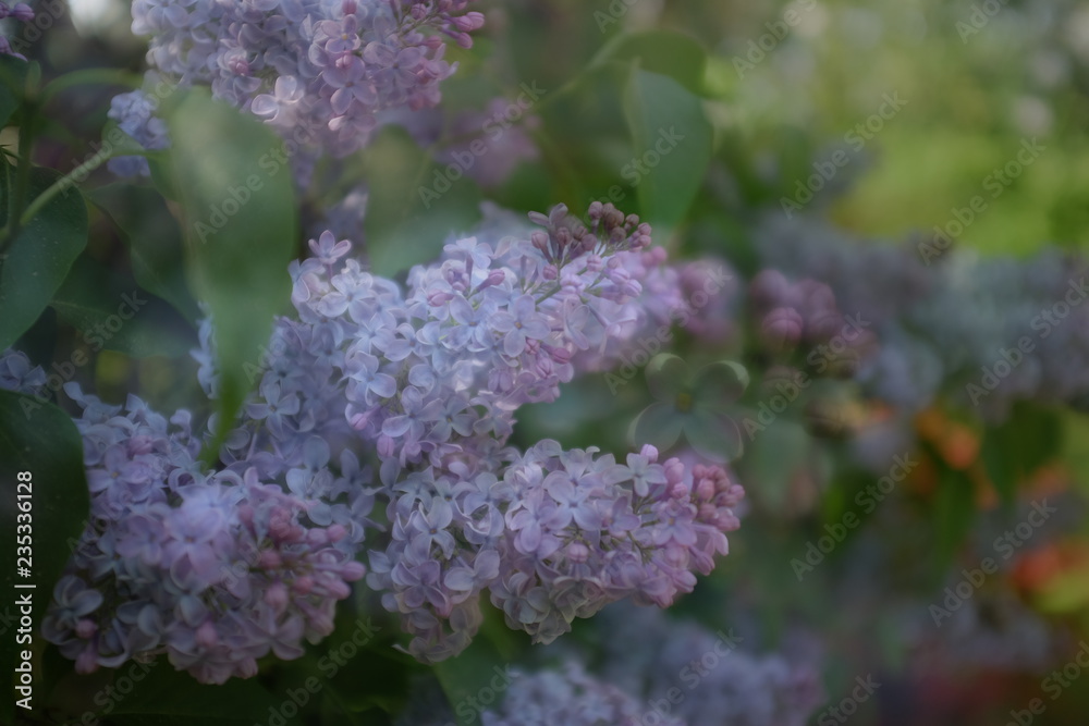 Blooming violet lilacs in spring in nature Blooming violet lilacs in spring in nature