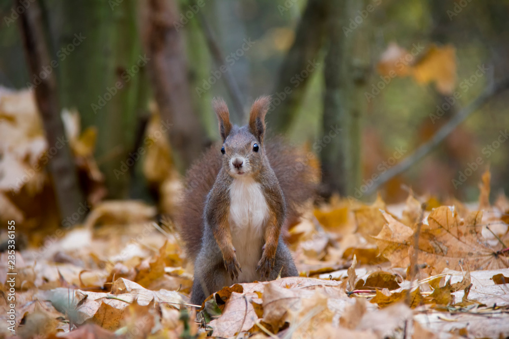 Red squirrel posing in autumn forest. Czech Republic. Red squirrel posing in autumn forest. Czech Republic.