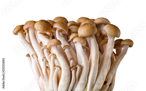 shimeji mushrooms brown varieties isolated on white 