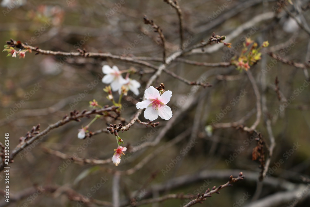 cherryblossoms