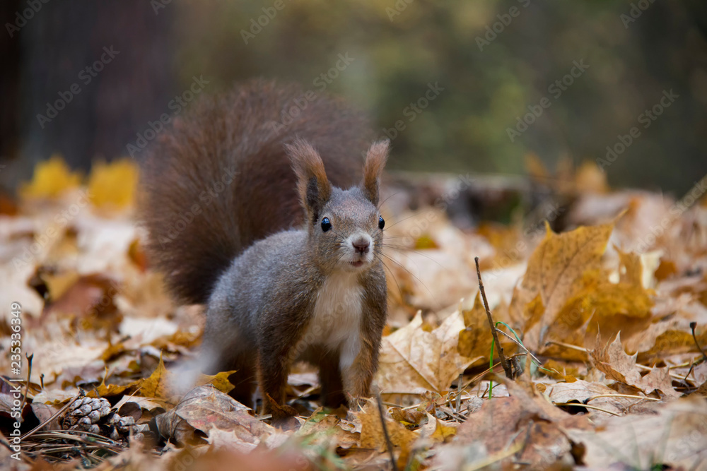 Red squirrel in autumn forest. Czech Republic. Red squirrel in autumn forest. Czech Republic.