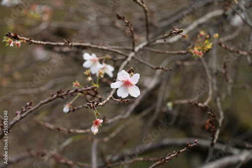 cherryblossoms