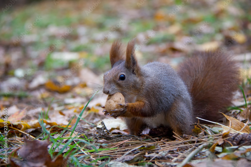 Fototapeta premium Red squirrel with a nut. Czech Republic.