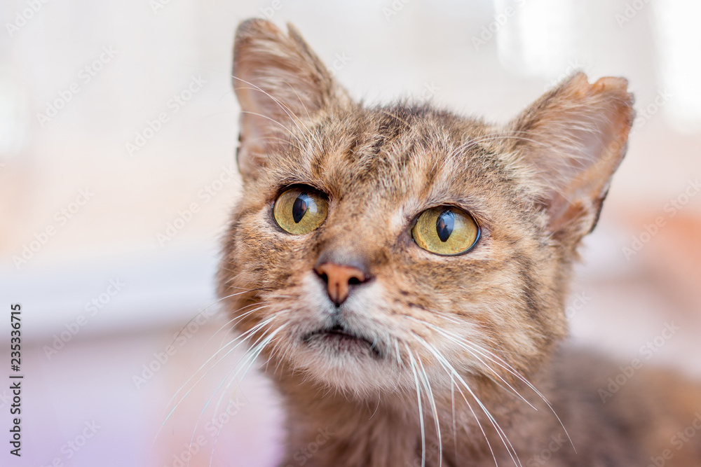 Portrait of an old cat, who looks closely at the top, close-up_