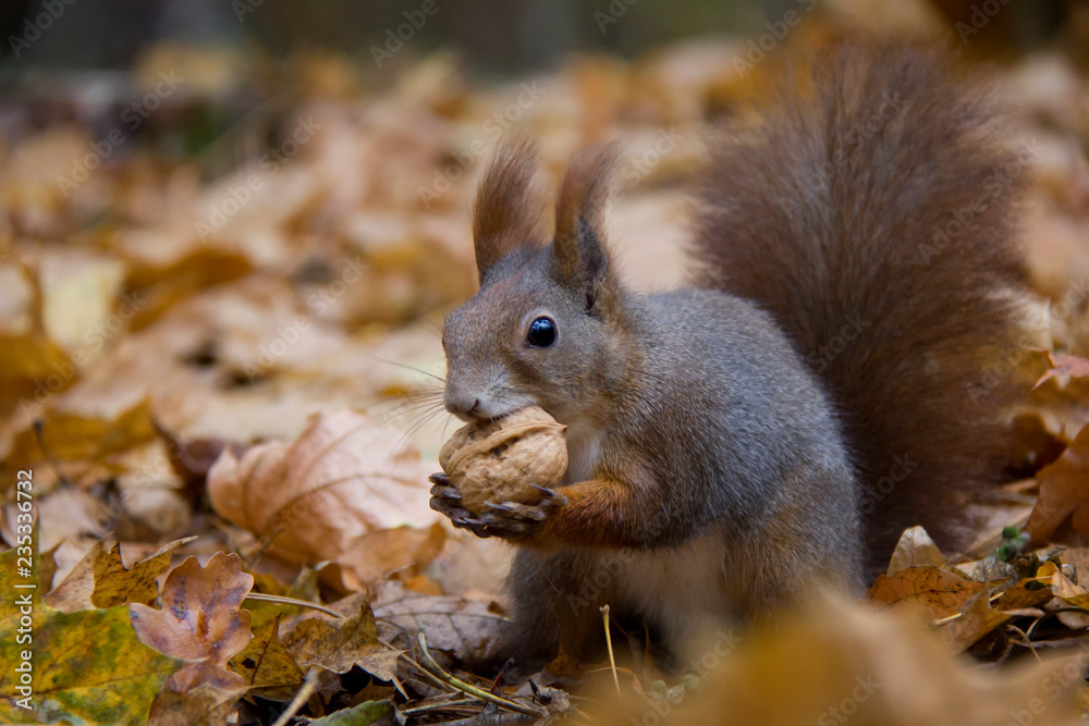 Red squirrel with a nut in autumn forest. Czech Republic. Red squirrel with a nut in autumn forest. Czech Republic.