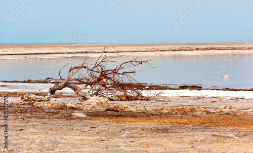 a snag on the sore of the Dead sea