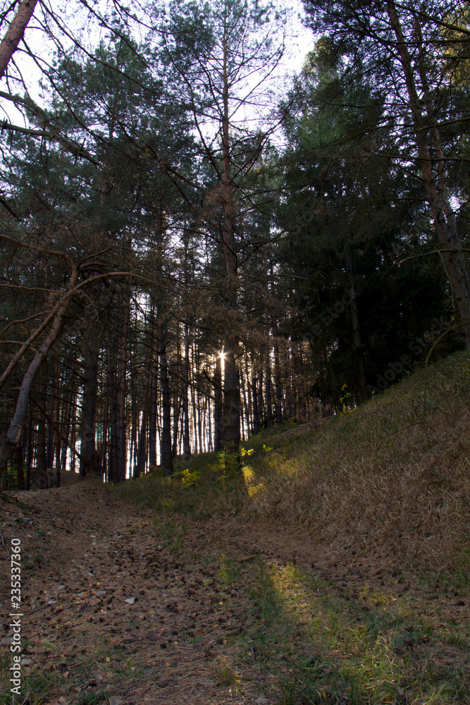 Sunlight in forest. Autumn, Czech Republic. Sunlight in forest. Autumn, Czech Republic.