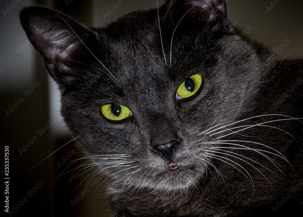 Black cat with glowing green eyes. Close-up of a predatory face Black cat with glowing green eyes. Close-up of a predatory face