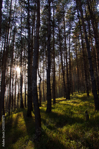 Sunlight in forest. Autumn  Czech Republic.