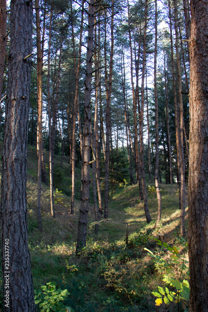 Obraz premium In forest. Autumn, Czech Republic.