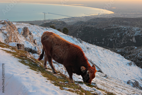 Slika na platnu Apulia, Gargano, beautiful  winter view of Manfredonia Gulf from Daunia mountain