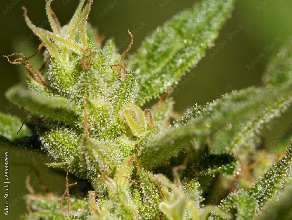 Nug Shot #2 Nug Shot #2