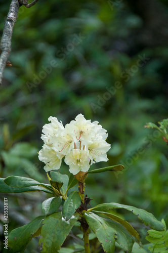 Cunningham's White Rhododendron, Rhododendron caucasicum, Rhododendron ponticum var. photo