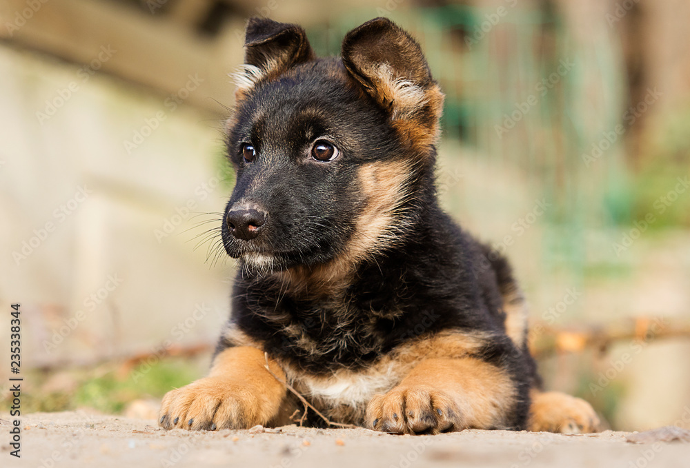 Fototapeta premium German Shepherd puppy for a walk