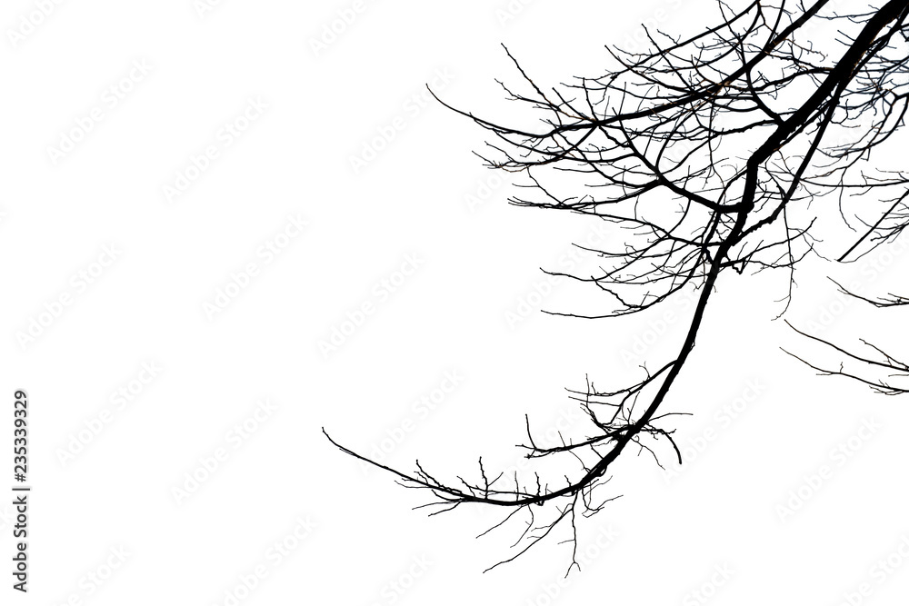Fototapeta premium Dead branches , Silhouette dead tree or dry tree on white background